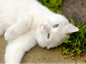 Как вывести блох у кошки