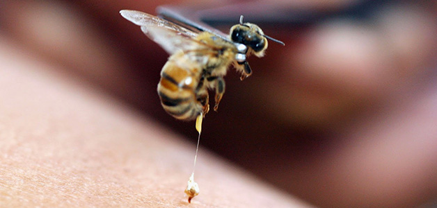 Вред пчелиного укуса и реакция человека