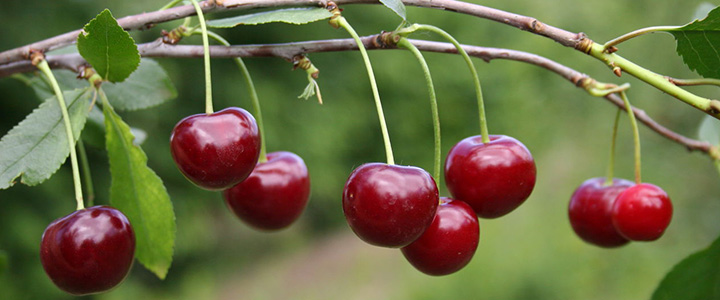 Сорта вишни, устойчивые к монилиозу 